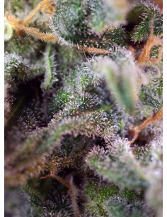 SWEET SEEDS - S.A.D. Sweet Afgani Delicious S1 - 1 2