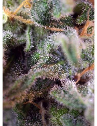 SWEET SEEDS - S.A.D. Sweet Afgani Delicious S1 - 2