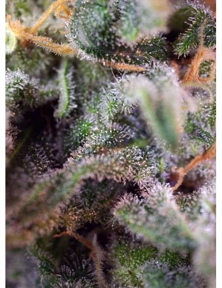 SWEET SEEDS - S.A.D. Sweet Afgani Delicious S1 - 2