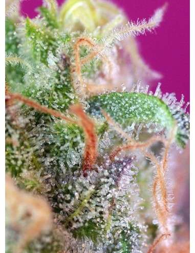 SWEET SEEDS - S.A.D. Sweet Afgani Delicious S1 - 3