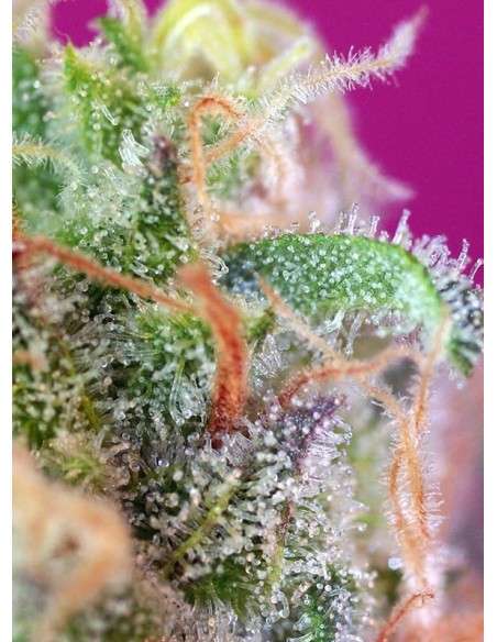 SWEET SEEDS - S.A.D. Sweet Afgani Delicious S1 - 3