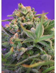 SWEET SEEDS - Sweet Cheese - 1
