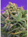 SWEET SEEDS - Sweet Cheese - 1
