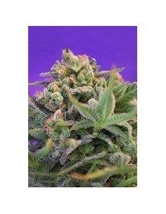SWEET SEEDS - Sweet Cheese F1 Fast Version - 1