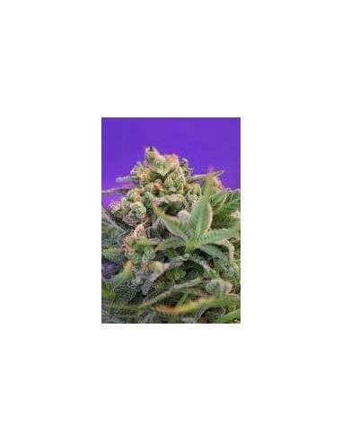 SWEET SEEDS - Sweet Cheese F1 Fast Version - 1