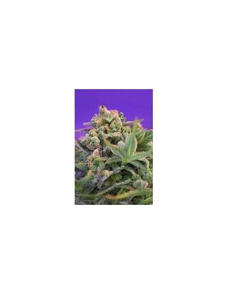 SWEET SEEDS - Sweet Cheese F1 Fast Version - 1