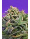 SWEET SEEDS - Sweet Cheese F1 Fast Version - 1