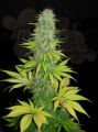 DINAFEM - Santa Sativa