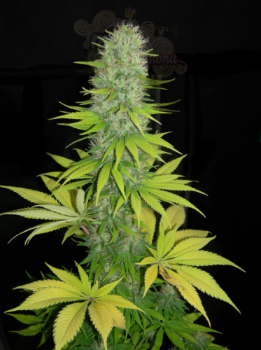 DINAFEM - Santa Sativa