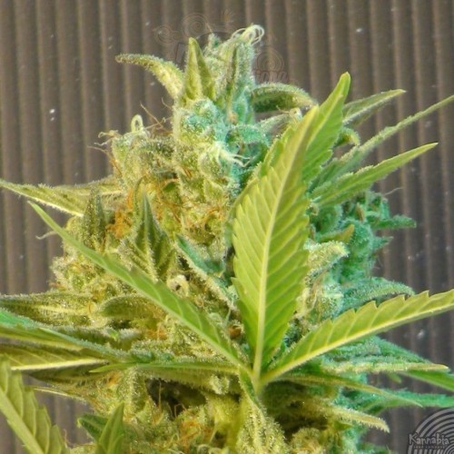 KANNABIA SEED - Big Band Auto