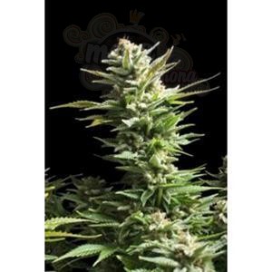 Biological Seeds - AMNESIA