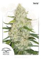 DUTCH PASSION - Auto Think Big®