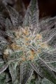 DINAFEM - Bubba Kush CBD