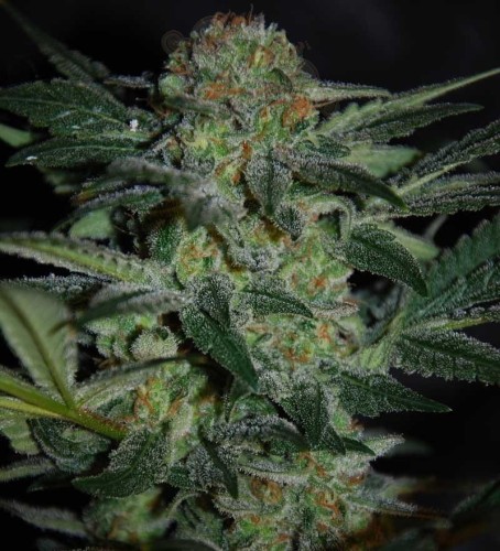 WORLD OF SEEDS - High Tension