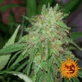 BARNEY’S FARM - Tangerine Dream