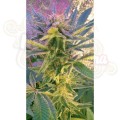 NIRVANA - Blue Mystic Auto