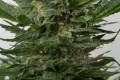 DINAFEM - Sour Diesel Autoflowering