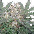 ROYAL QUEEN SEEDS - Royal Bluematic Automatic