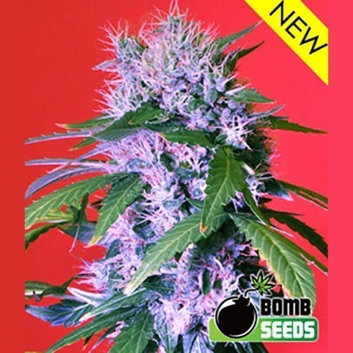 BOMB SEEDS - Berry Bomb Auto