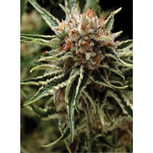 PYRAMID SEEDS - Shark