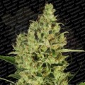 PARADISE SEEDS - Delahaze