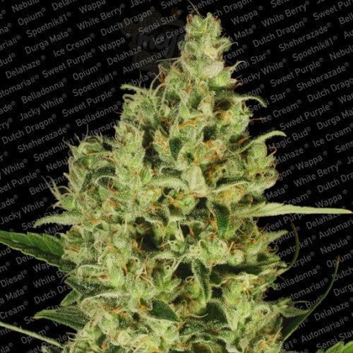 PARADISE SEEDS - Delahaze