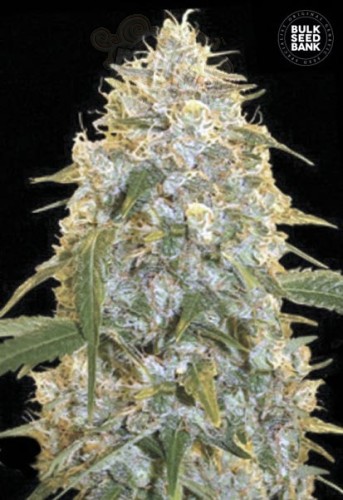 BULK SEED BANK - Cocopopo