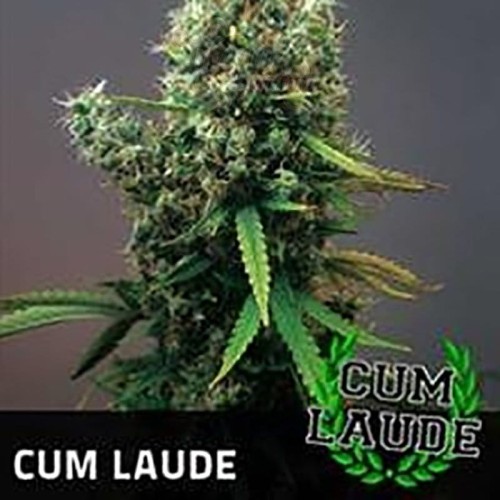 POSITRONICS - Cum Laude