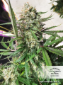 DUTCH PASSION - Auto Cinderella Jack®