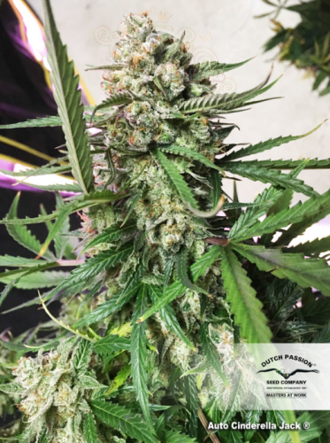 DUTCH PASSION - Auto Cinderella Jack®