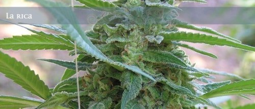 ELITE SEEDS - La Rica