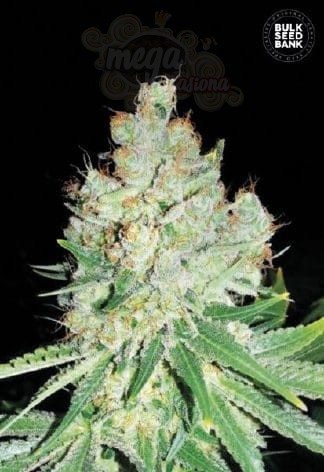 BULK SEED BANK - Cheese