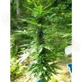 PARADISE SEEDS - Pandora Auto