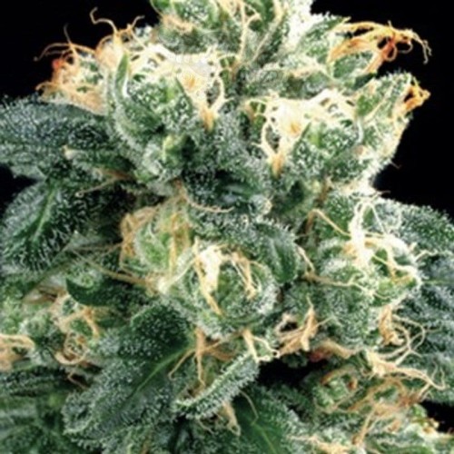 AMARANTA SEEDS - Power Plant