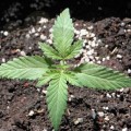 BARNEY'S FARM - Gorilla Zkittlez