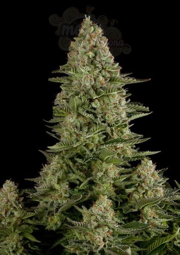 DUTCH PASSION - White Widow