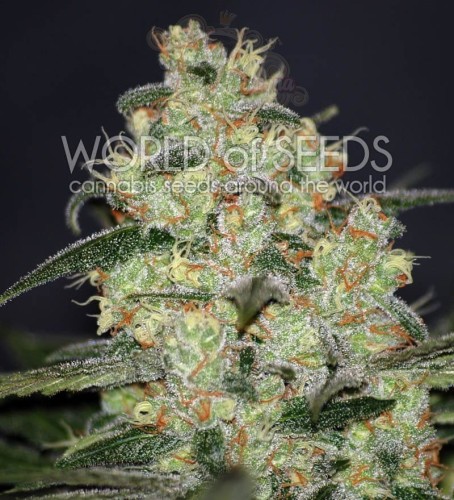 WORLD OF SEEDS - Madness