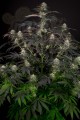 DINAFEM - Bubba Kush CBD