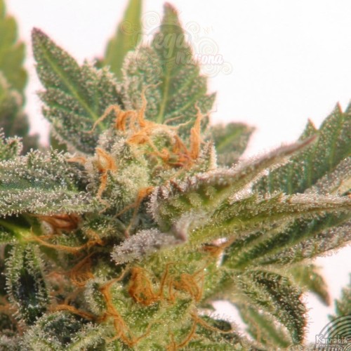 KANNABIA SEED - Kritic Auto (Kritic70)