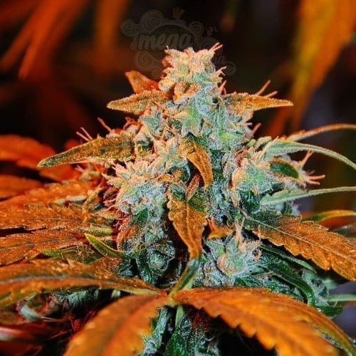 G13 LABS - Auto Blueberry