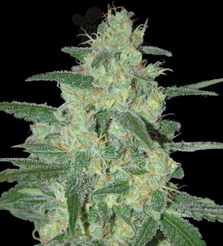 SAMSARA - Holy Grail 69