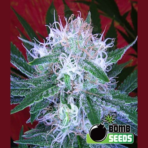 BOMB SEEDS - Auto Bomb