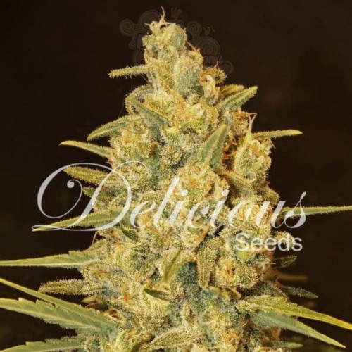 DELICOUS SEEDS - Critical Sensi Star