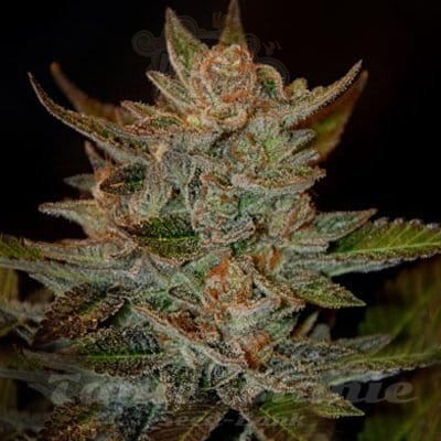 G13 LABS - Blue OG