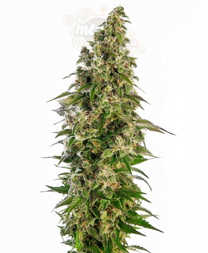 SENSI SEEDS - Afghani #1 Automatic