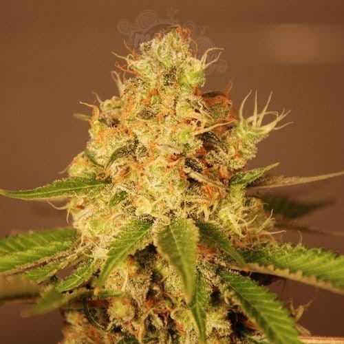 G13 LABS - Auto Diesel