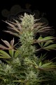 DINAFEM - Deep Cheese