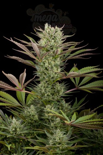 DINAFEM - Deep Cheese