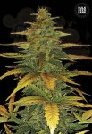 BULK SEED BANK - Auto Wild Dwarf