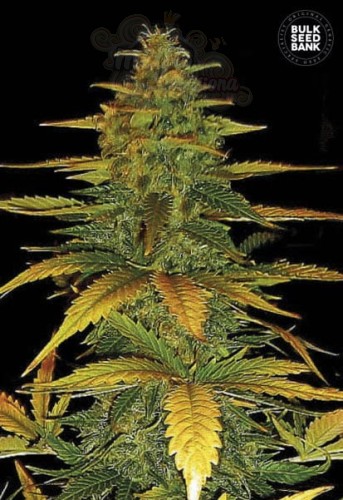 BULK SEED BANK - Auto Wild Dwarf